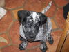 Brutus