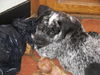 Brutus