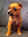 Pip