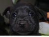 Angel's Pup/King