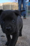Angel's Pup/King