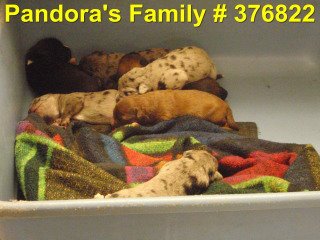 Pandora's pup #6