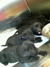 Lab pup #1 (Blue)