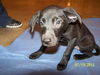 Roxanne's Puppy Daisy