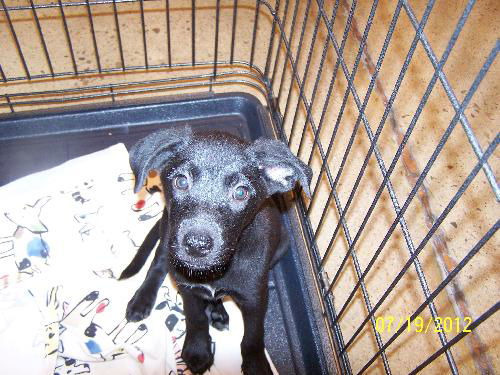 Roxanne's Puppy Daisy