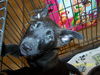 Roxanne's Puppy Daisy