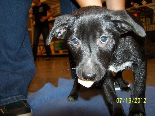 Roxanne's Puppy Princess