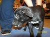 Roxanne's Puppy Princess