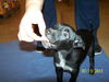 Roxanne's Puppy Oreo