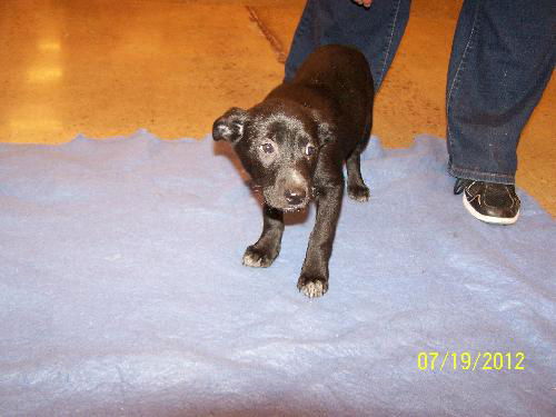 Roxanne's Puppy Oreo