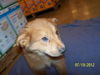 Roxanne's Puppy Fatso