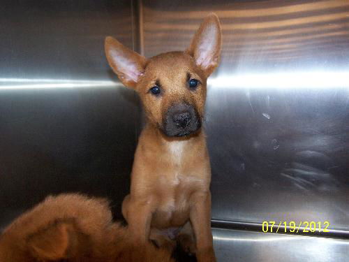 Roxanne's Puppy Courage