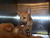 Roxanne's Puppy Courage