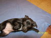 Roxanne's Puppy Hunter