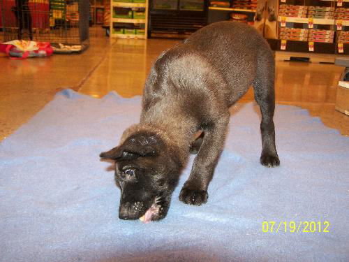 Roxanne's Puppy Hunter