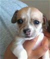 Baby's Puppy (Chloe)
