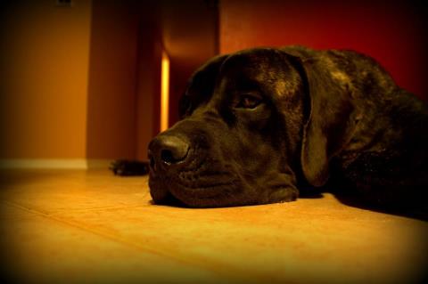 Charlie