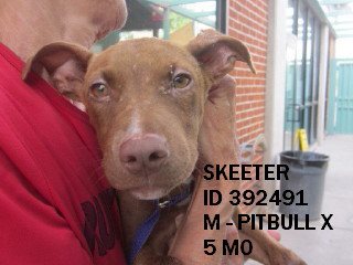 Skeeter