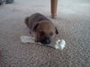 Heidi's Puppy Bear