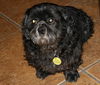 Skipper