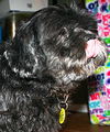 Skipper