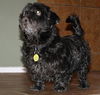 Skipper