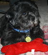 Skipper