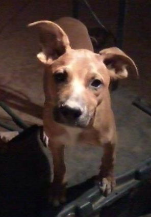 Rocko