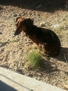 Slinky