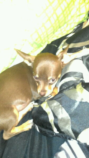 Hershey