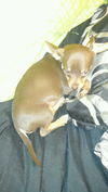 Hershey