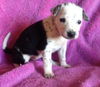 Sweet's pup Tres