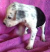 Sweet's pup Tres
