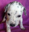 Sweet's pup Tres