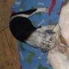 Sweet's pup Tres