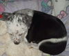 Sweet's pup Tres