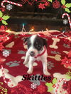 Dixie's pup Skittles