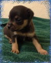 Dixie's pup Reese