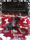 Dixie's pup Reese