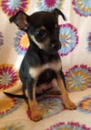 Dixie's pup Reese
