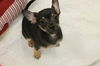 Dixie's pup Reese