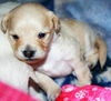 Cassidy's pup Bradaigh