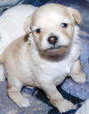 Cassidy's pup Bradaigh
