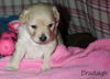 Cassidy's pup Bradaigh