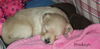 Cassidy's pup Bradaigh