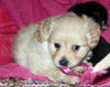 Cassidy's pup Bradaigh