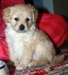 Cassidy's pup Bradaigh