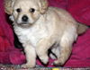 Cassidy's pup Bradaigh