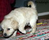 Cassidy's pup Bradaigh