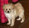 Cassidy's pup Bradaigh